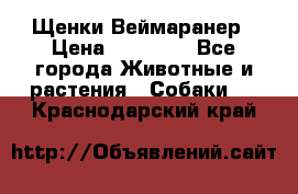 Щенки Веймаранер › Цена ­ 40 000 - Все города Животные и растения » Собаки   . Краснодарский край